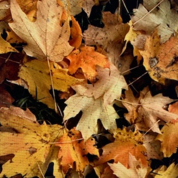 I love Fall most of All🍁 - Picture 1 of 2